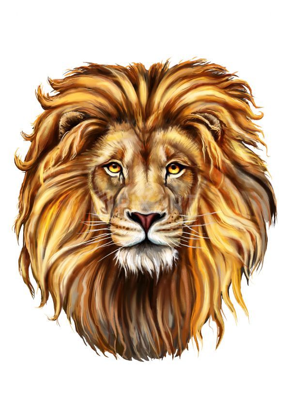 Stickers d’un Lion